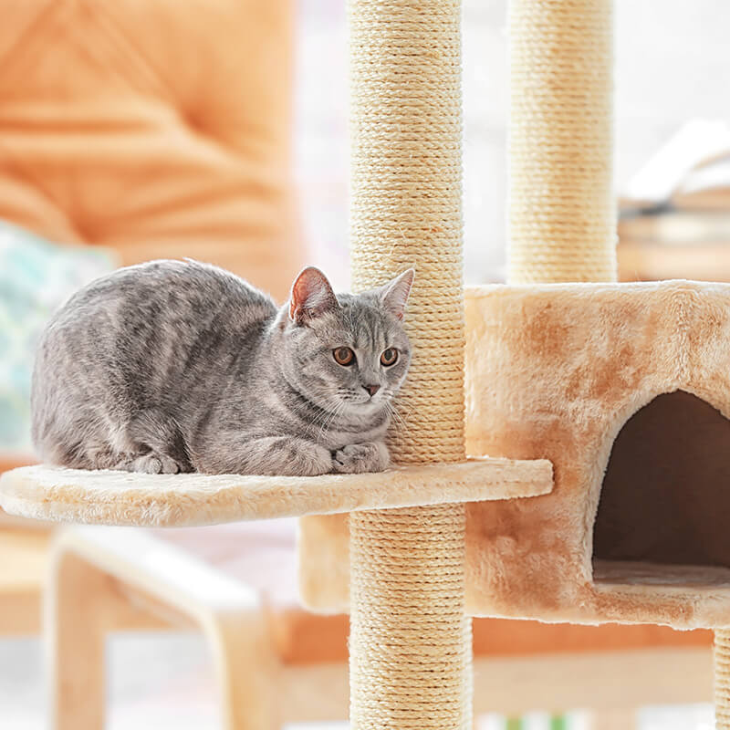 main title main title