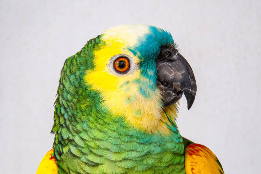 main title main title